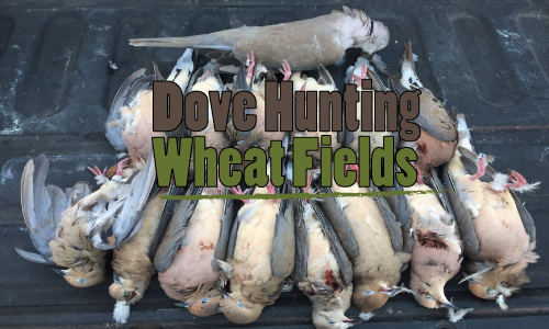 Dove-hunting-wheat-fields